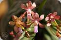 Vanda falcata x flabellata